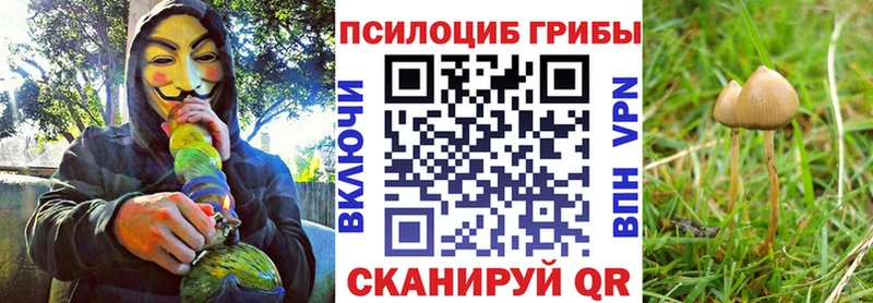 Псилоцибиновые грибы Psilocybe  Ачхой-Мартан 